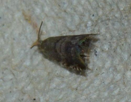 Réf. 197 882 : Strophedra nitidana